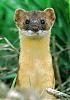 Avatar von TL Weasel